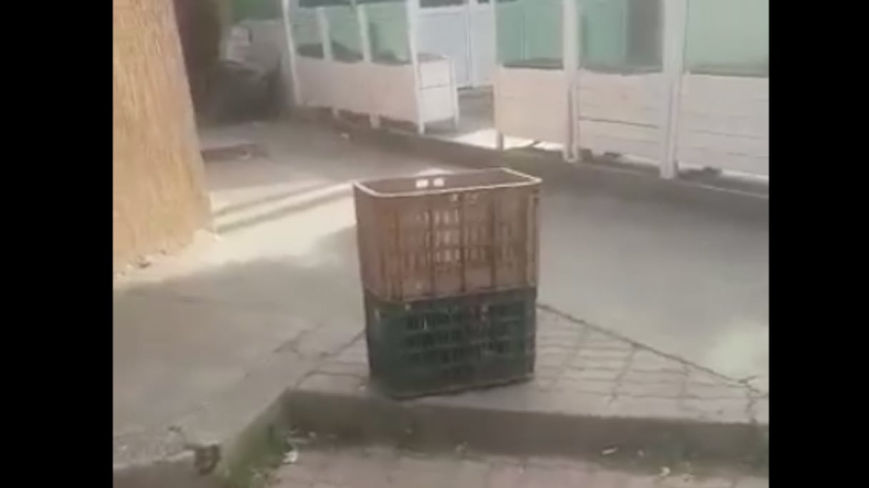 Vidéo d'un homme transportant des chats dans des paniers, à l'Université Hassan 1er de Settat.
