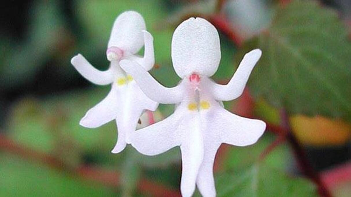 Toutes de fraîcheur et d'innocence, les Impatiens Bequaertii suivent, tournoyant dans leurs jolis tutus blancs. 
