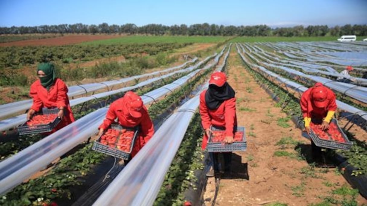 Des saisonnières marocaines dans un champ à Huelva (sud de l'Espagne).
