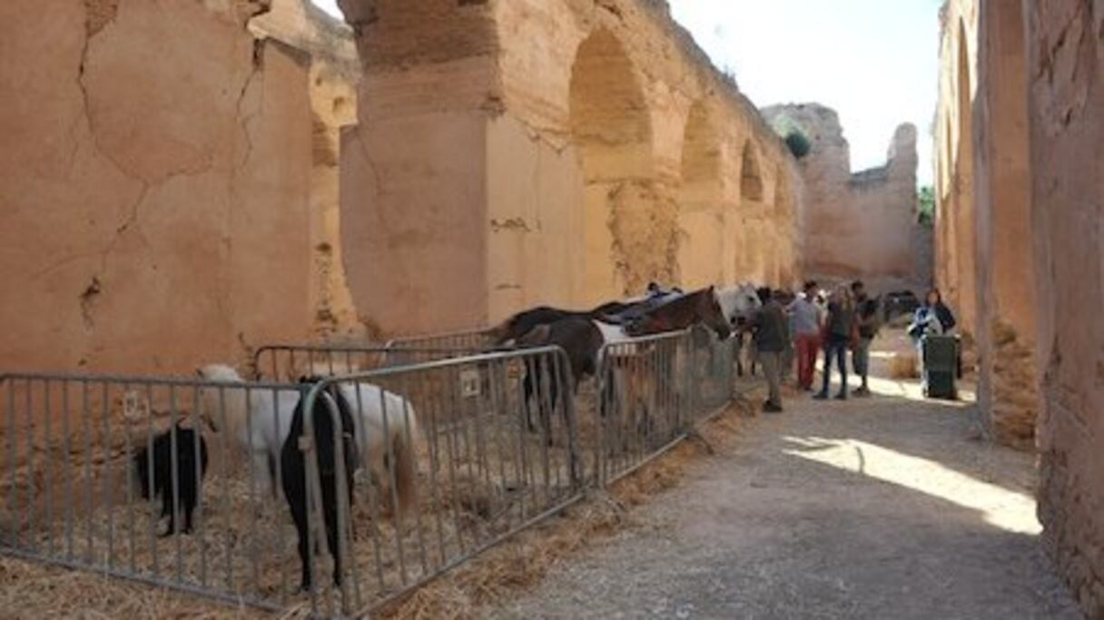 Beauté du cheval et des lieux au sein des écuries de Moulay Ismail.
