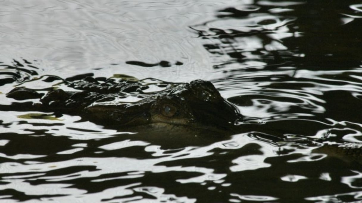 Attaqué par un crocodile, il survit en lui mettant le doigt dans l'oeil
