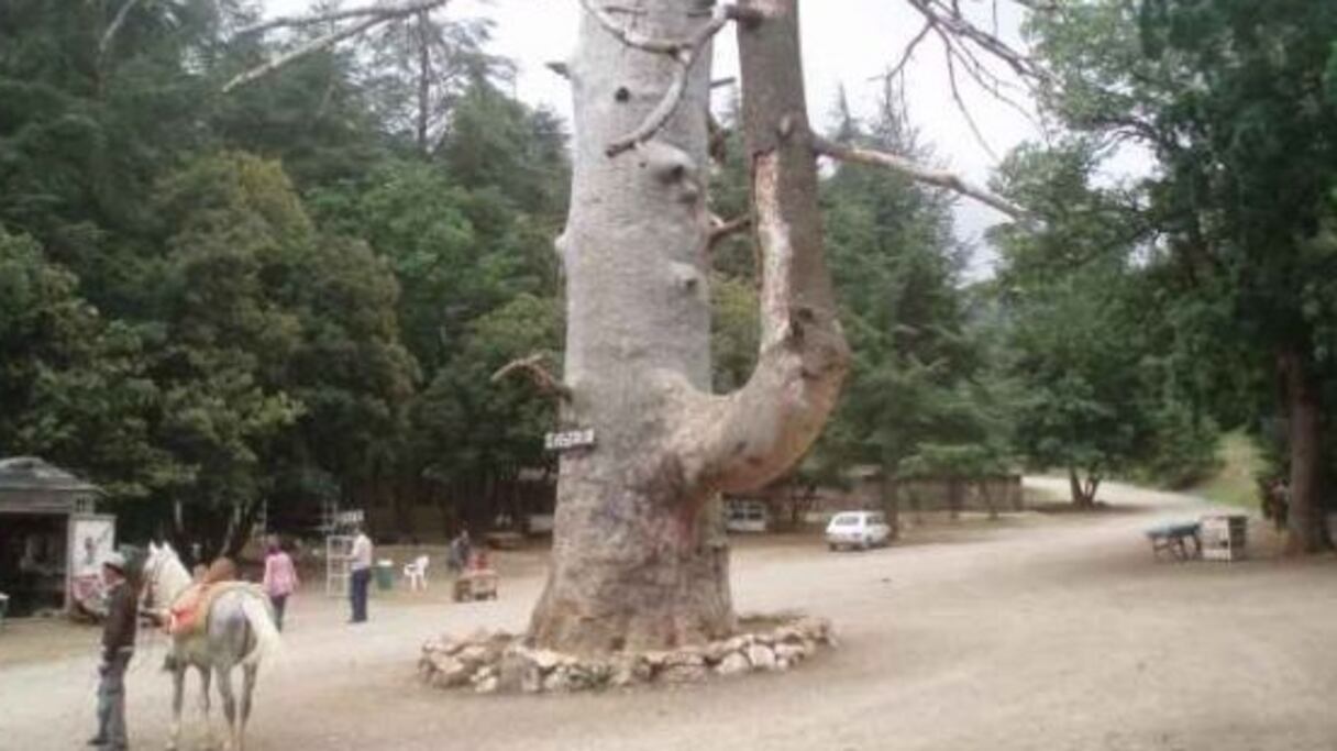 Près d'Azrou, dans l'immense cédraie du Moyen Atlas, le cèdre Gouraud, vieux de huit siècles, est mort en 2003. Cet arbre vénérable doit son nom, depuis 1917, à un général français, Henri Gouraud. 
