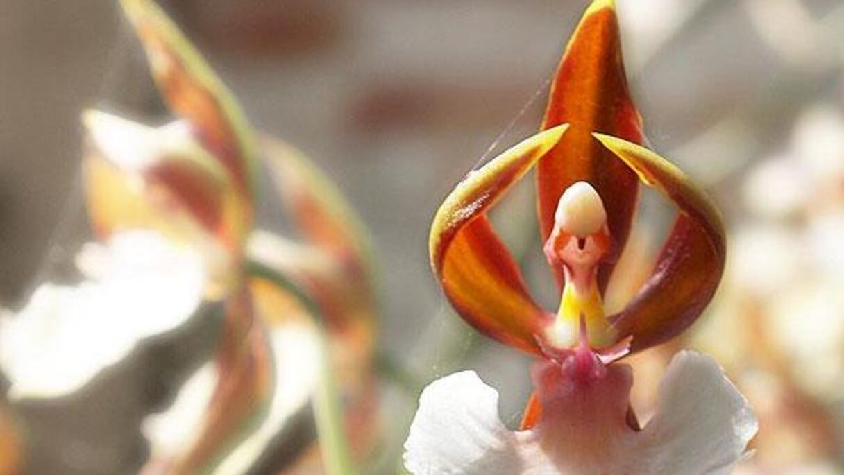 Pleines de grâce, les Orchidées offrent à leurs consoeurs un cours de ballet.
