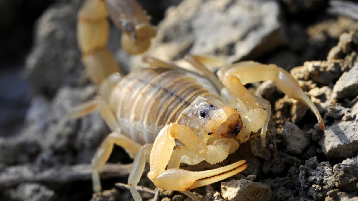 Les scorpions ont pris Safi d'assaut.
