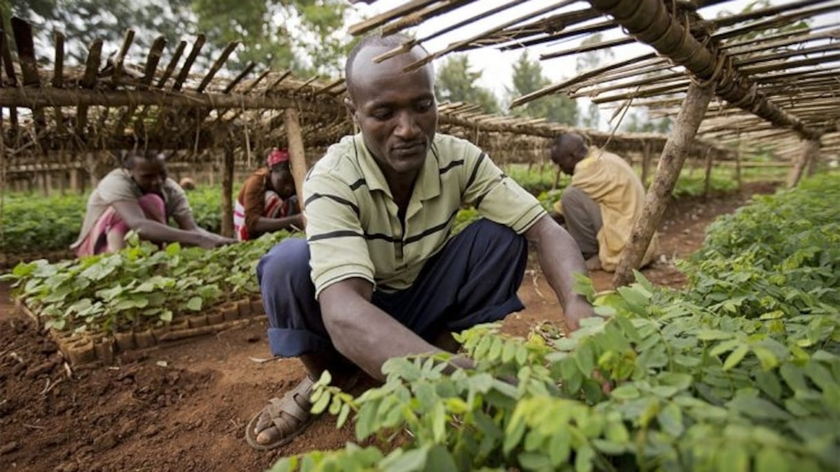 L'initiative "Green legacy" a été lancée en mai dernier par le président éthiopien, Abiy Ahmed. 
