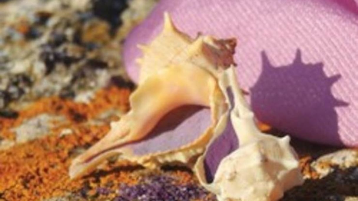 Il faut 100 kg de deux types de murex, Rankulus et Bolinus Brandaris, pour obtenir 1 g de pourpre pure, pigment qui permettait de teindre les toges dans l’Antiquité.
