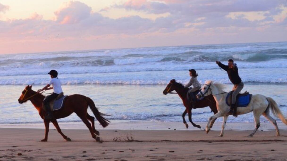 "j'ai pu capter mon animal préféré au pas et au galop dans la lumière magique d'hiver sur la plage de Casablanca, la ville dans laquelle je vis depuis 30 ans". Ingrid Pullar

