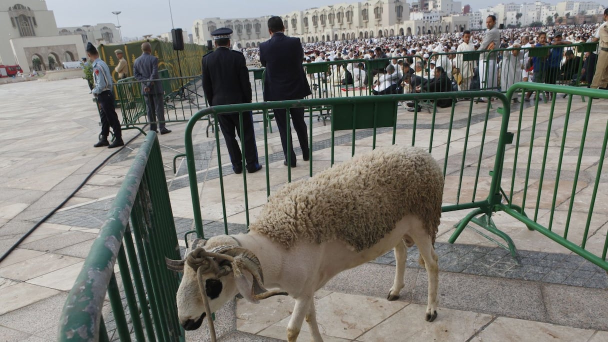 Tandis que les hommes prient, le mouton prévu pour le rituel du sacrifice attend son heure dans l'enclos qui lui a été réservé.
