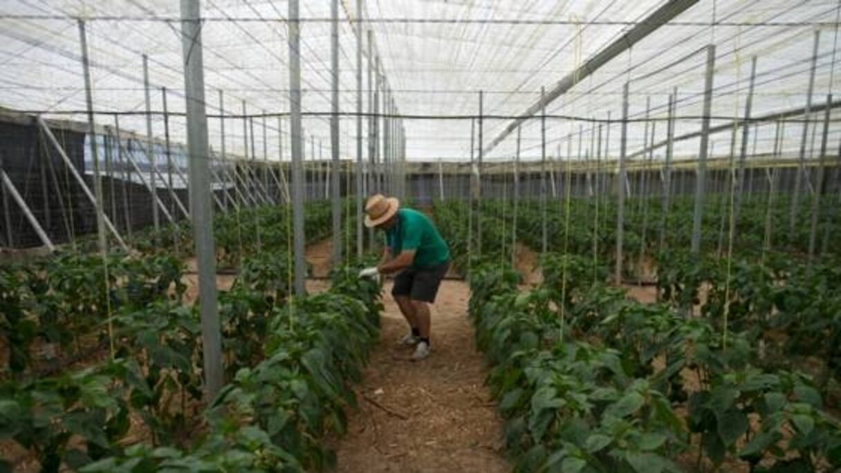 Cultures sous serre en Andalousie, le "potager de l'Europe". Des insectes y remplacent peu à peu les pesticides. 
