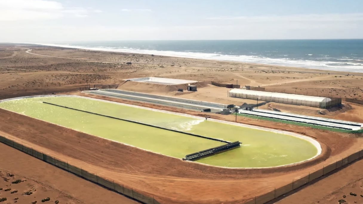 Projet pilote de culture d'algues au Maroc pour capter le carbone dans l'atmsophère, réalisé par l'entreprise Brilliant Planet, sur une superficie de 3 hectares.
