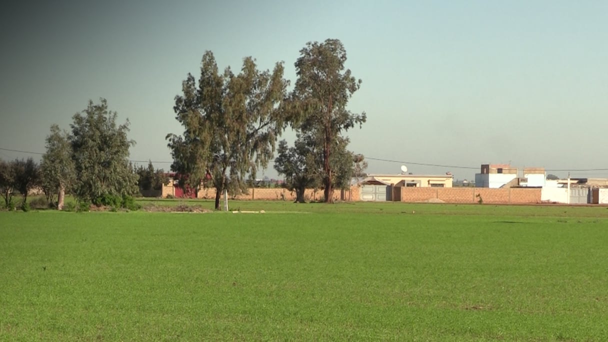 Les récentes pluies ont eu un impact positif sur les cultures pluviales dans la province de Berrechid.
