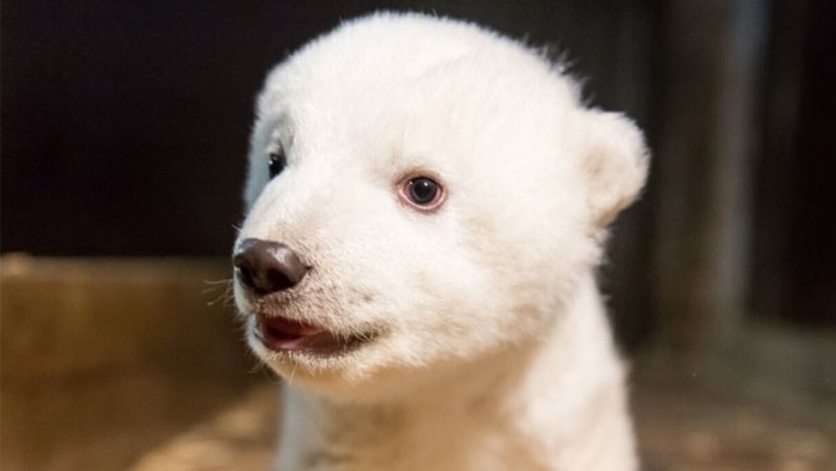 L'ourson baptisé Fritz est né le 3 novembre 2016. 
