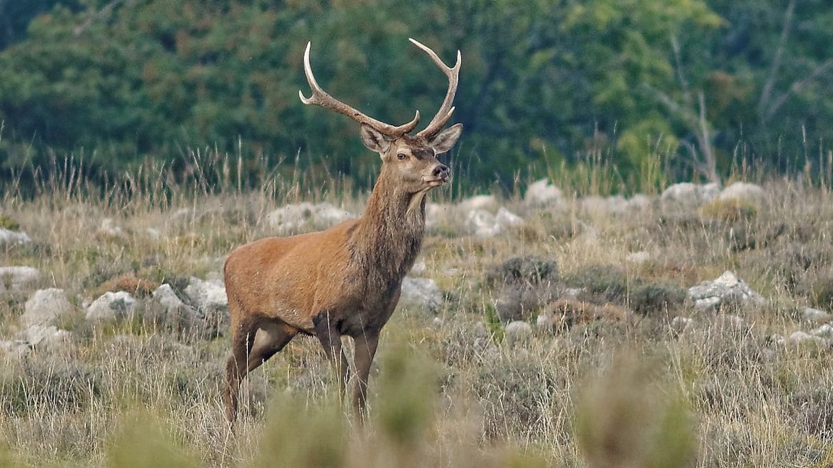 Cerf de Berbérie (Photo d'illustration). 
