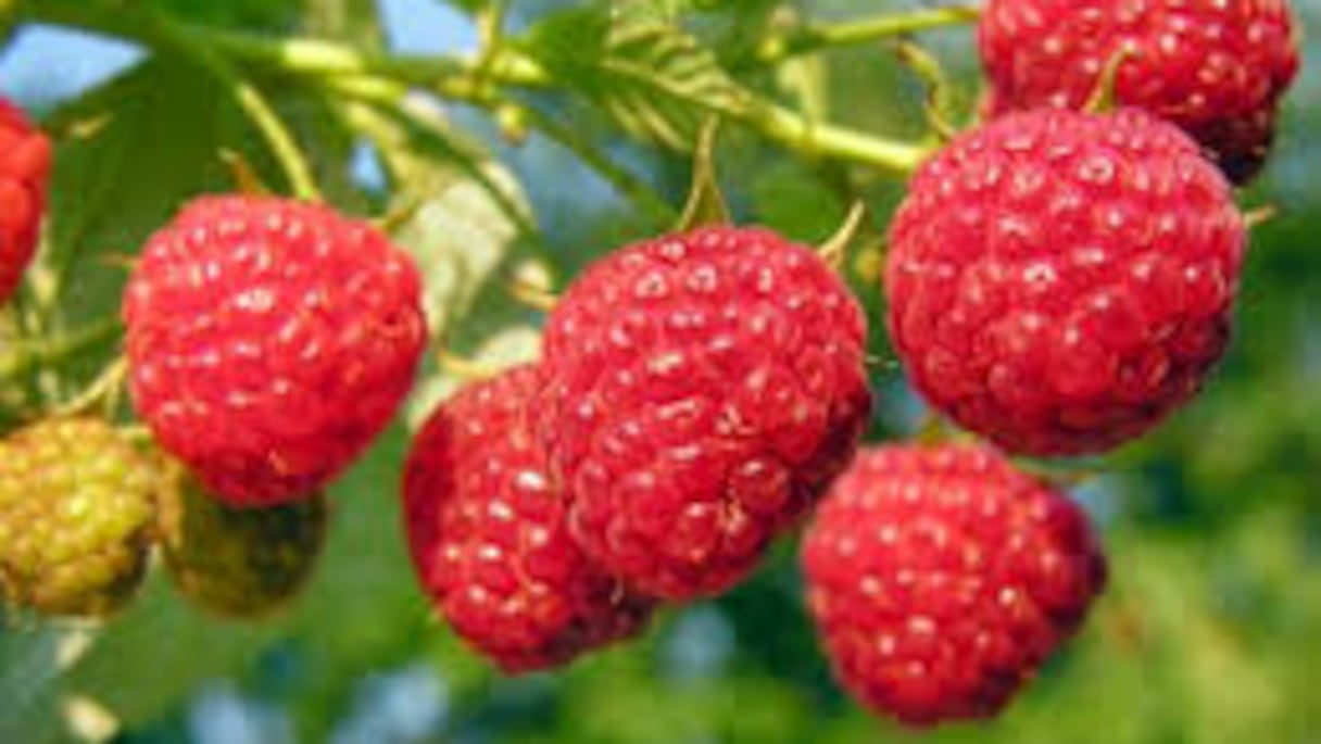 Des framboises prêtes à être cueillies.
