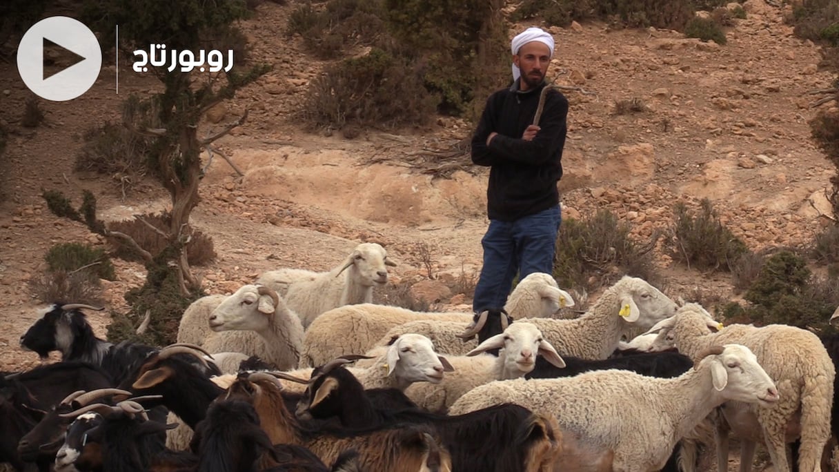 Selon la direction régionale de l'Agriculture de l'Oriental, le département a alloué 1,47 millions de quintaux d'orge subventionnés aux éleveurs, à un prix n'excédant pas deux dirhams le kilogramme. 
