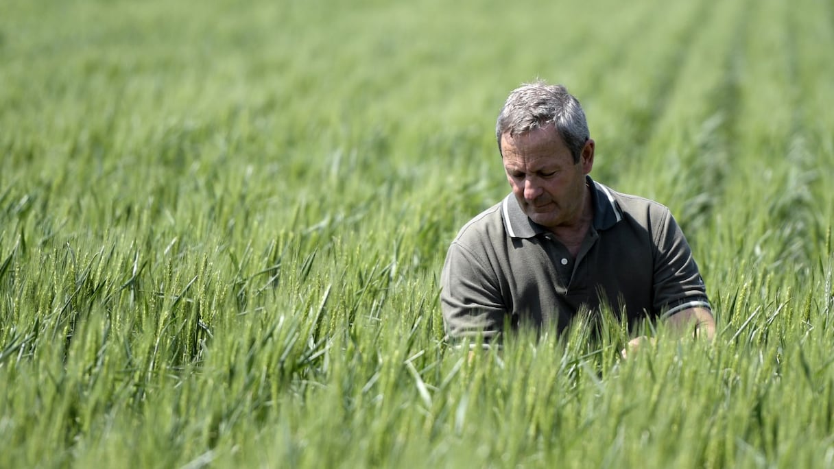 Un agriculteur argentin, Daniel Berdini, dans le champ de blé d'une ferme près de Ramallo, à près de 245 km au nord-ouest de Buenos Aires, le 9 octobre 2019 -photo d'archives.
