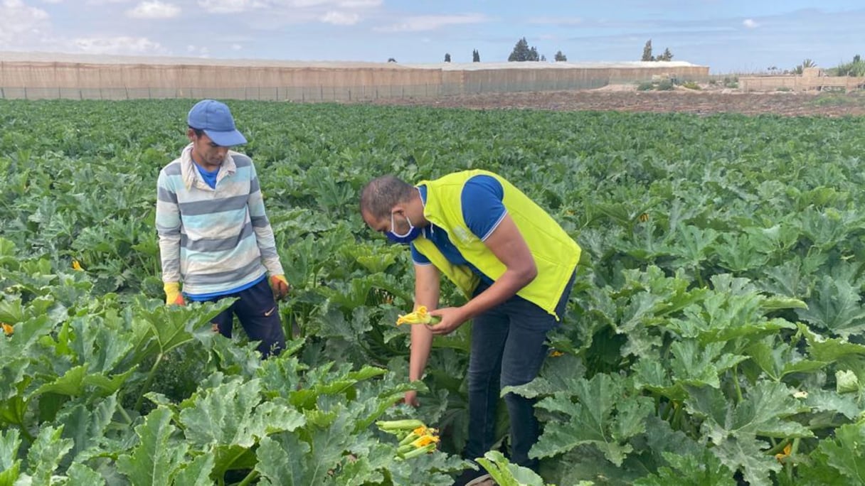 Culture de courgettes dans un champ, dont les techniques agricoles sont supervisées par le programme Al Moutmir de l'OCP. 
