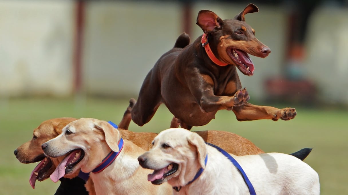 Des chiens de l'équipe de la Force de protection des chemins de fer (RPF) de l'Inde se produisent au cours d'une cérémonie marquant le 75e jour de l'indépendance du pays, à Chennai, le 15 août 2022.
