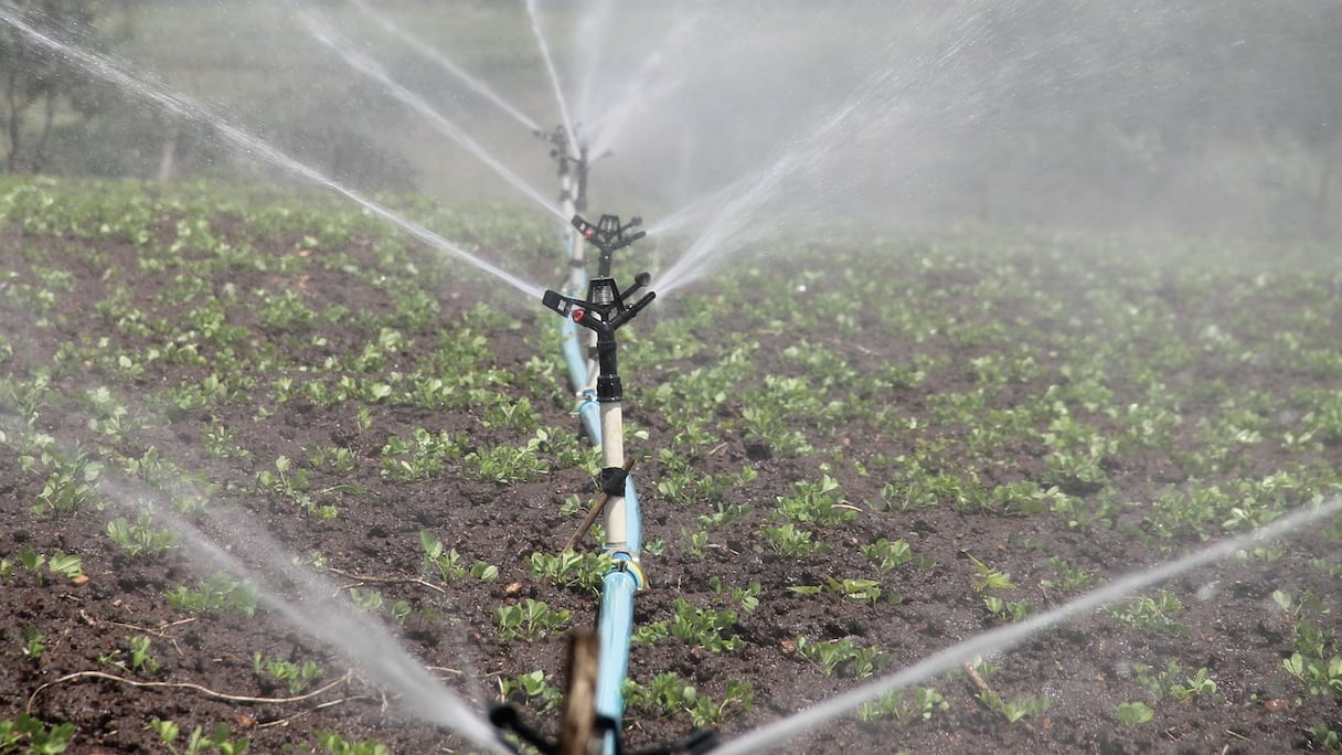 L’agriculture constitue un véritable levier économique pour le Souss-Massa et un vecteur d’intégration pour la population locale.
