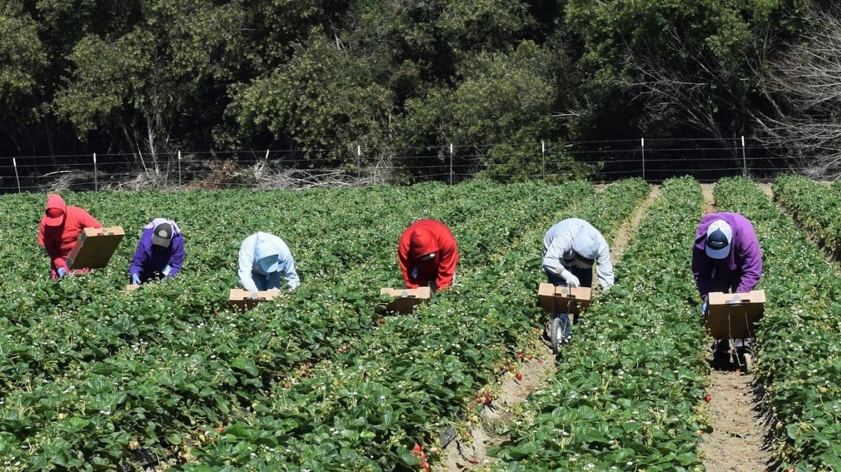 Cueilleuses de fraises à Huelva (Espagne). 
