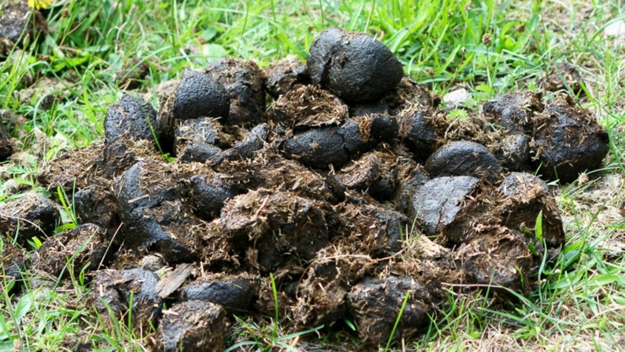 Une crotte devenue matière à découvertes.
