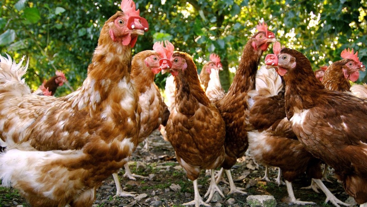 Poules d'élevage en plein air. 
