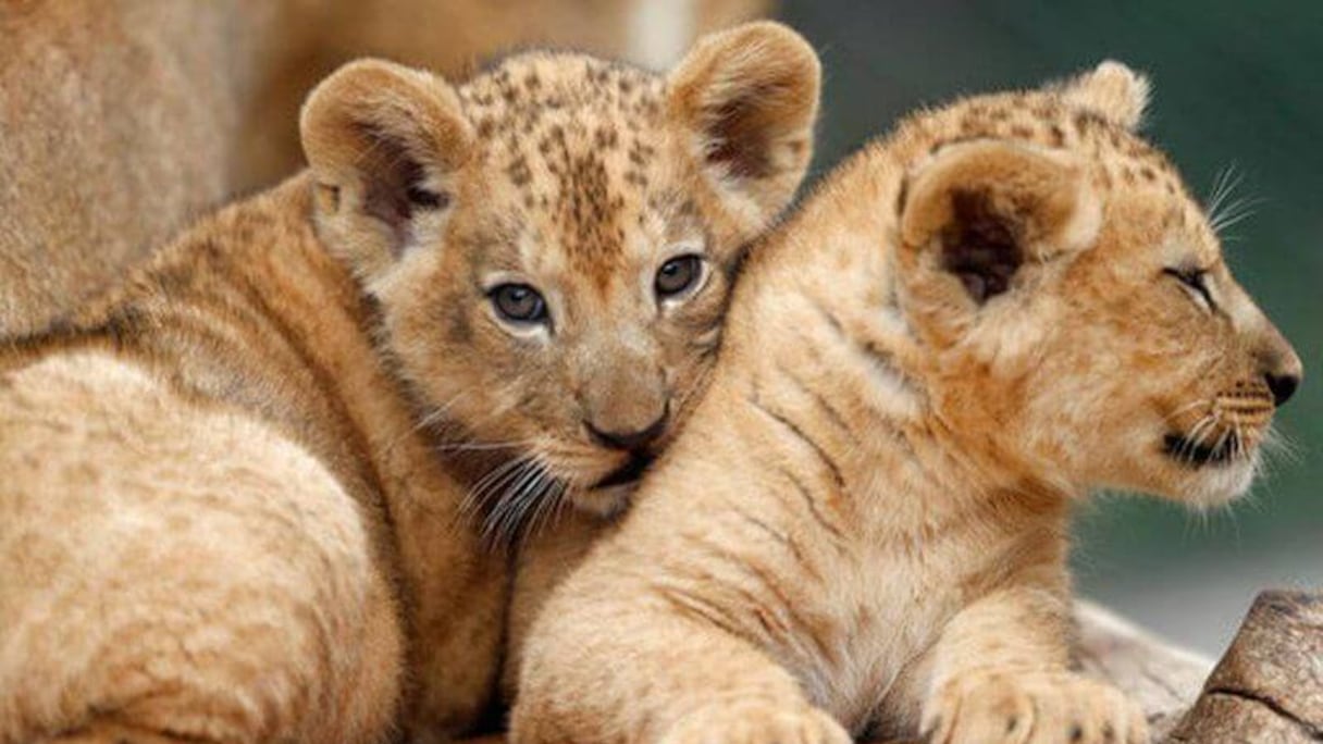 Le lion de l’Atlas, espèce endémique et emblématique du Maroc, éteinte dans son habitat d’origine depuis le siècle dernier, fait l’objet d’un programme de conservation de la part du Jardin zoologique national de Rabat.
