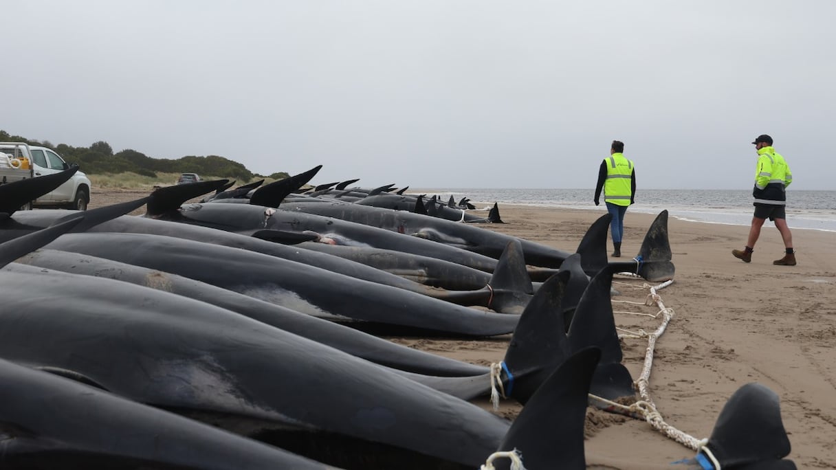 Carcasses de près de 200 globicéphales échoués à Macquarie Heads (côte ouest de la Tasmanie), le 23 septembre 2022. Près de 200 cétacés ont péri sur cette plage. Des sauveteurs australiens n'ont pu sauver que quelques dizaines d'entre eux, le 22 septembre.
