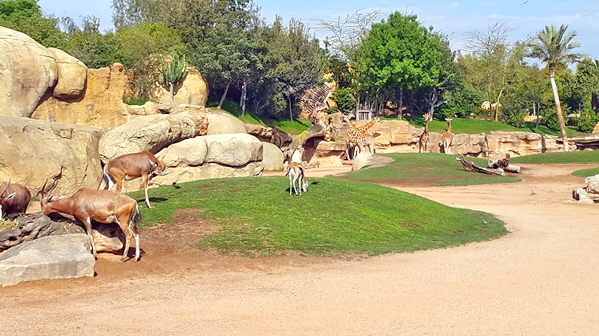 Zoo de Aïn Sebaâ.
