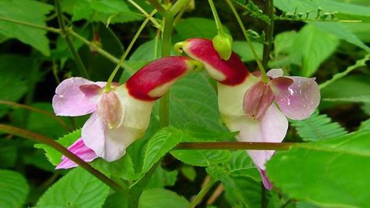 Le temps est d'ailleurs au câlin pour les délicats petits oiseaux que sont les Impatiens Psittacina.

