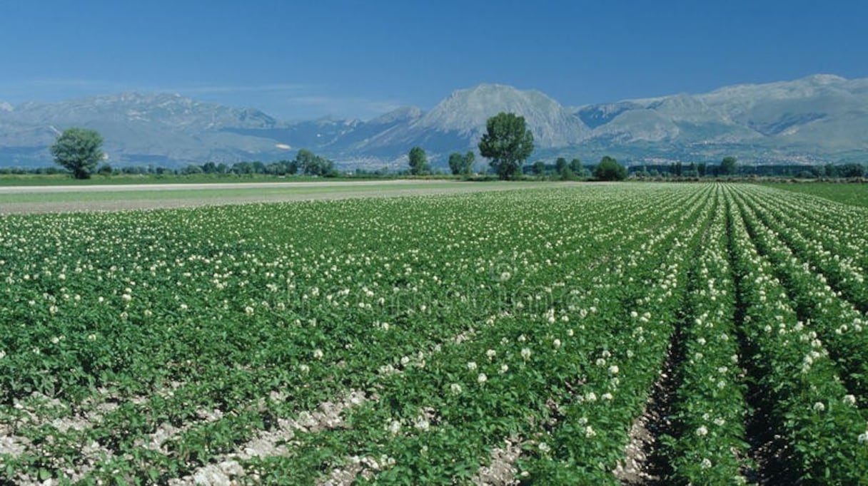 Une vue de l'immense zone agricole Fucino (Italie)
