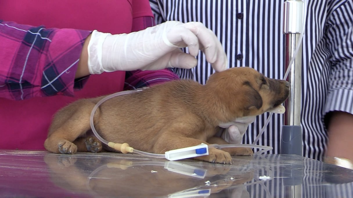 Nouvellement construit par les autorités de Rabat, le refuge pour chiens et chats errants fait face depuis quelques jours à une polémique au sujet d’une prétendue gestion calamiteuse du pensionnat. Pour éclairer l’opinion, une équipe du le360 a recueilli les versions des protagonistes en se rendant sur les lieux.