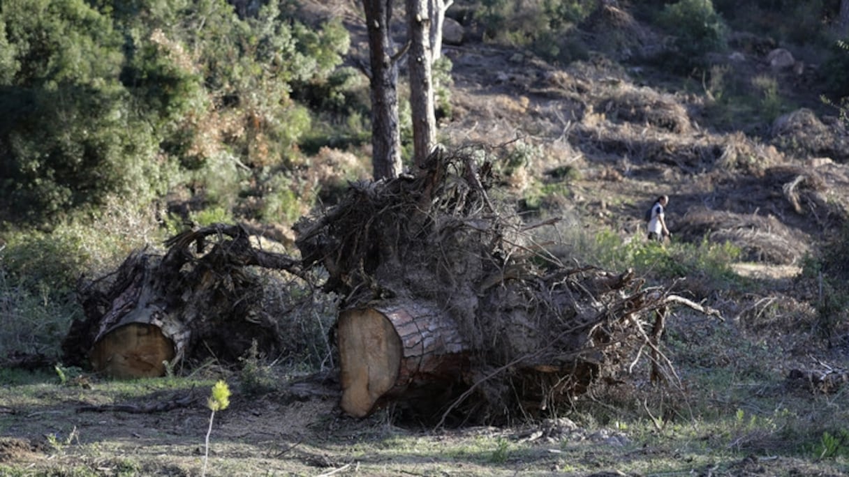 Des arbres déracinés dans la vallée de Bisri
