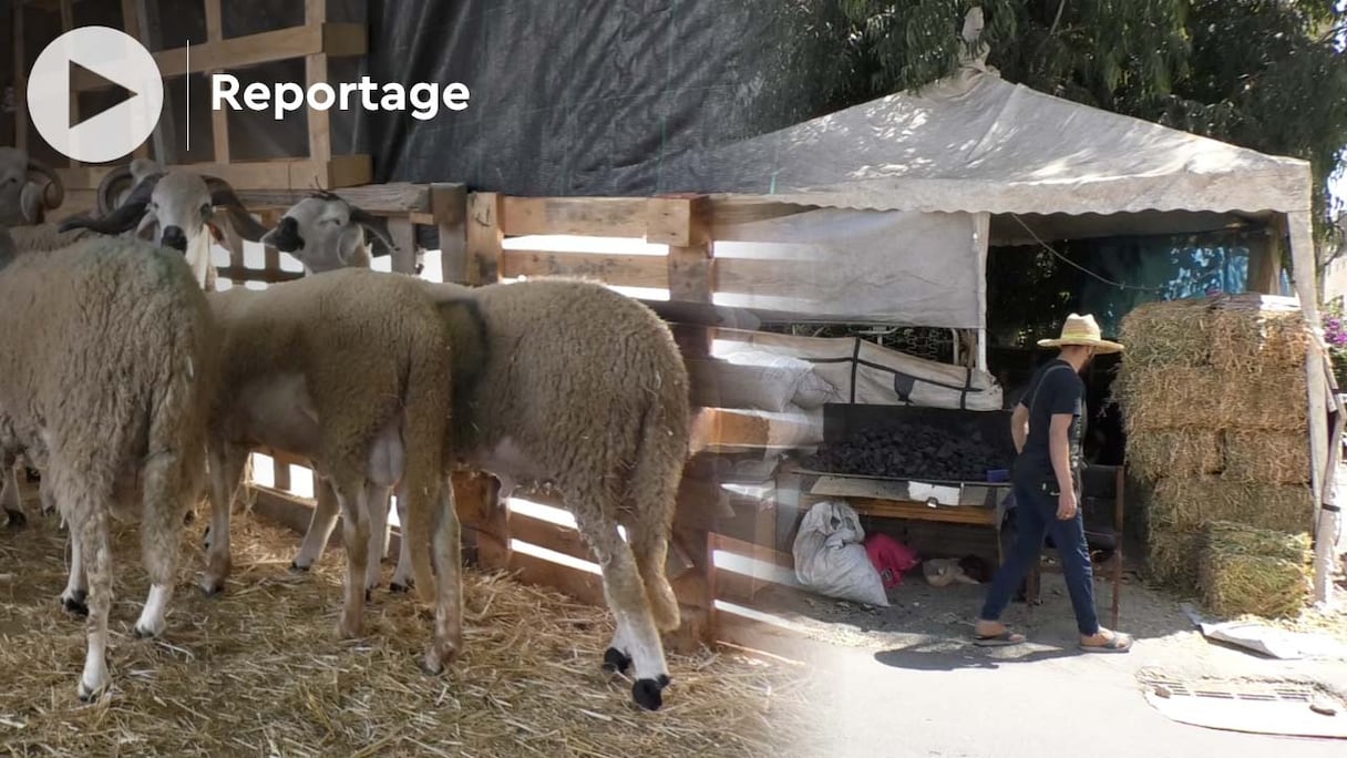 Les hôtels pour moutons, ce service d’hébergement ovin, subissent, eux aussi, la crise.
