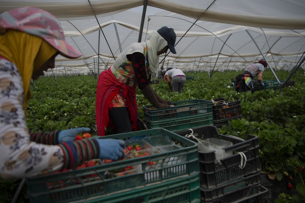 Des travailleuses agricoles saisonnières à Huelva, au sud de l'Espagne.