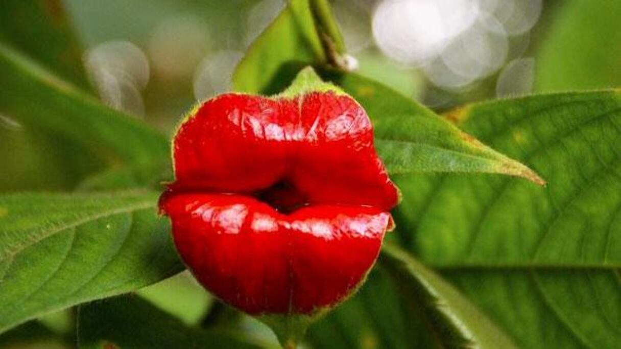 Psychotria Elata: une bouche pulpeuse et glamour à souhait qui appelle au baiser.
