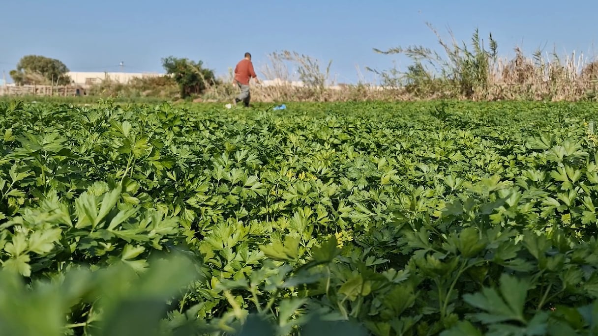 Taourta est une petite localité près de Dakhla.
