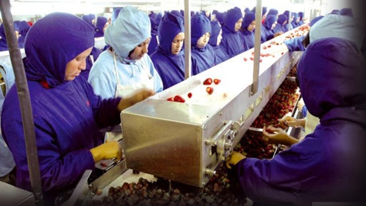 Une usine de conditionnement de fruits rouges.
