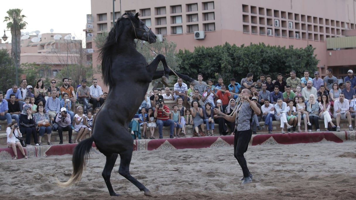 Un cheval à la robe de jais, léger comme un mirage. Le dressage: un moment où se tisse, en réalité, la complicité entre l'homme et le cheval.  
