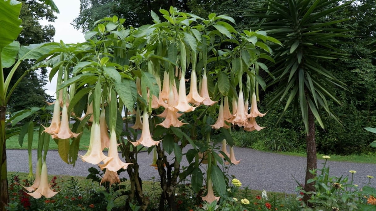Datura