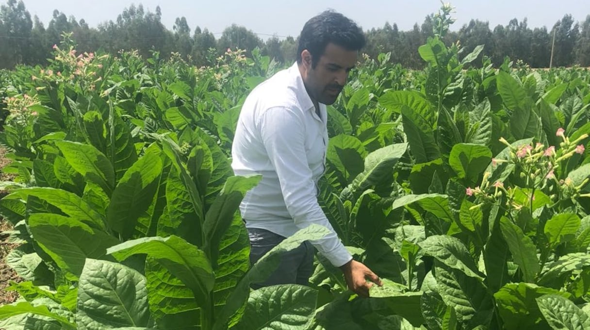 Omar Zahraoui, Pdg de Habanos Maroc, au milieu d'un champs de tabaculture à Ouezzane
