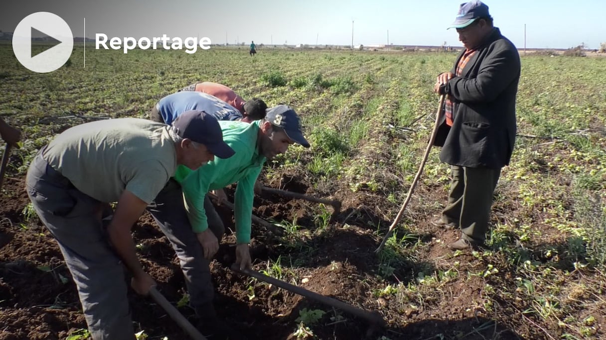 La généralisation de l’Assurance maladie obligatoire (AMO) se poursuit et c’est au tour des agriculteurs d’en bénéficier.
