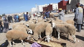 Société | Retrouvez toute l'actualité du Maroc et du monde, en temps réel, sur le premier site d'information francophone au Maroc : www.le360.ma