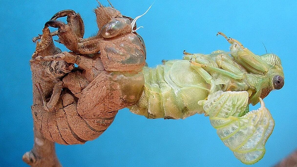 Une cigale sort de son ancienne cuticule (une "exuvie") et déploie ses ailes.
