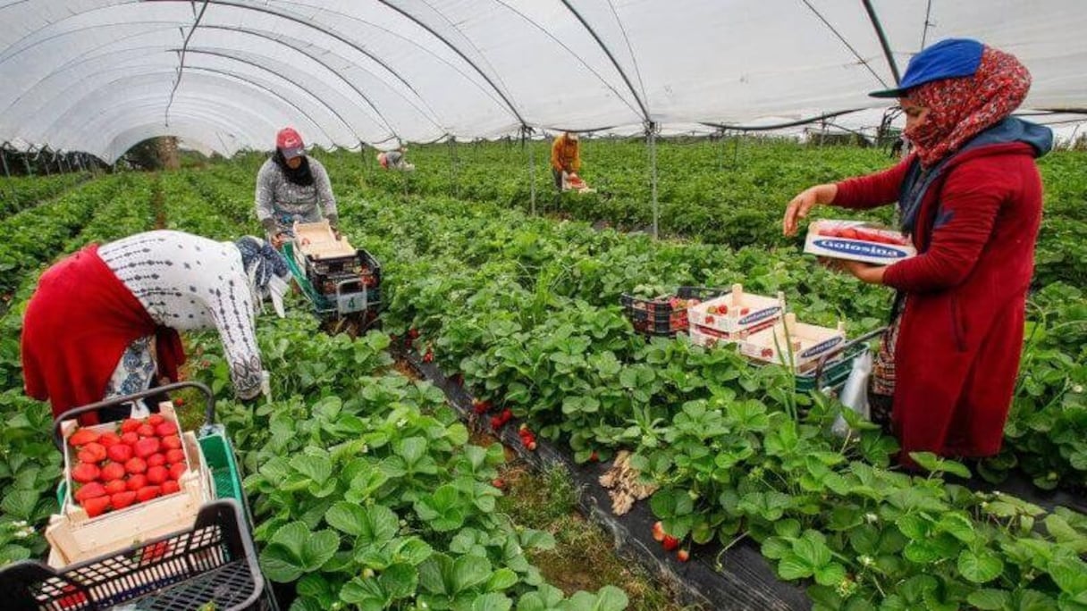 Les saisonniers marocains seront recrutés pour du maraîchage et de l'horticulture.
