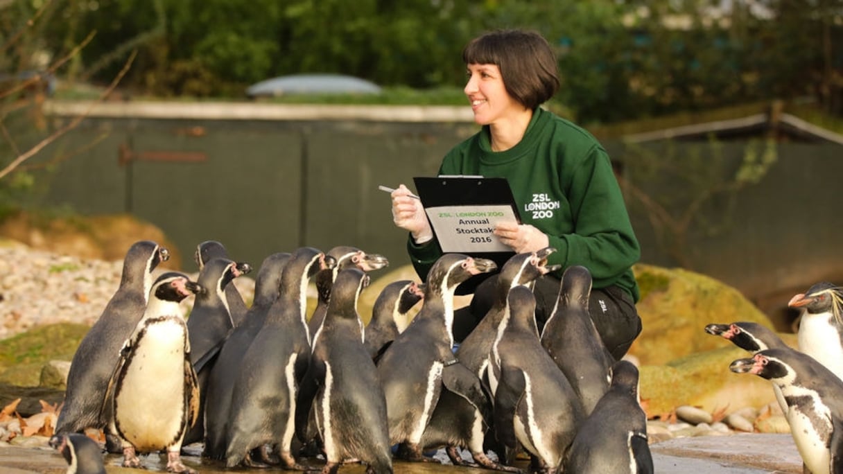 L'heure de l'appel a sonné pour les animaux du zoo de Londres.
