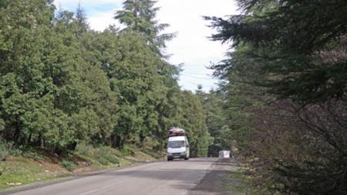 La forêt de cèdre d'Azrou pullule de tranfiquants qui abattent clandestinement les arbres.
