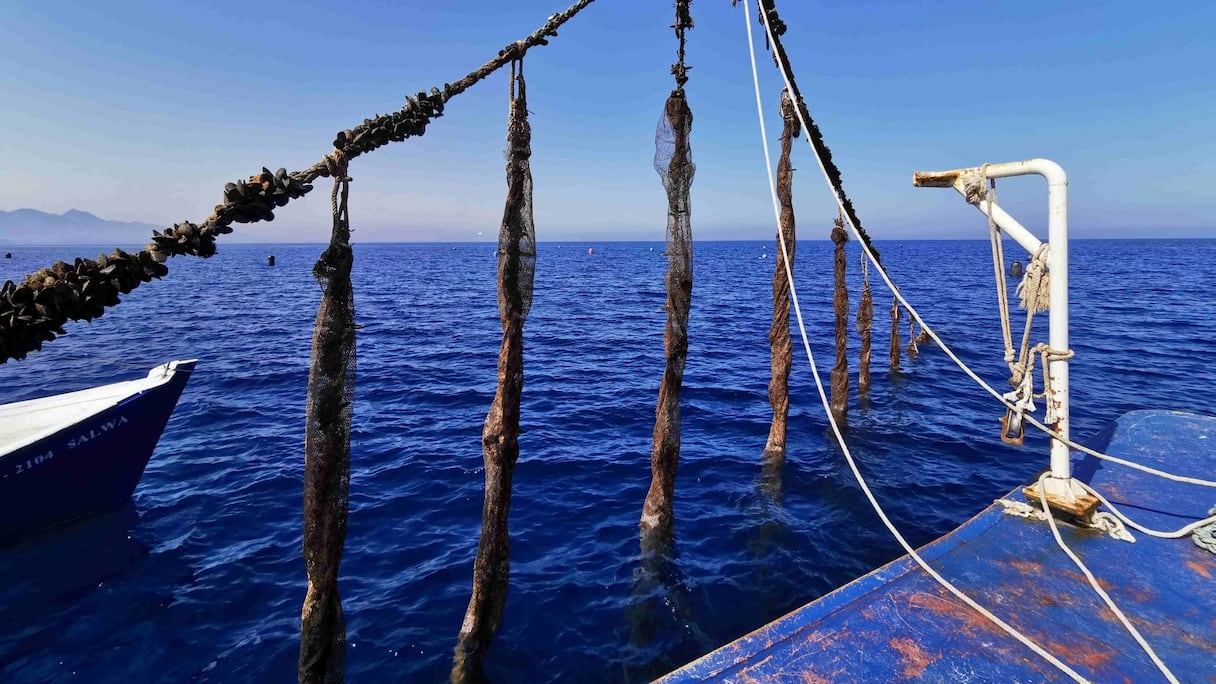 Cordes, appelées aussi "filières". Elles servent d'habitat pour le développement des moules. Des filets de protection entourent ces filières.
