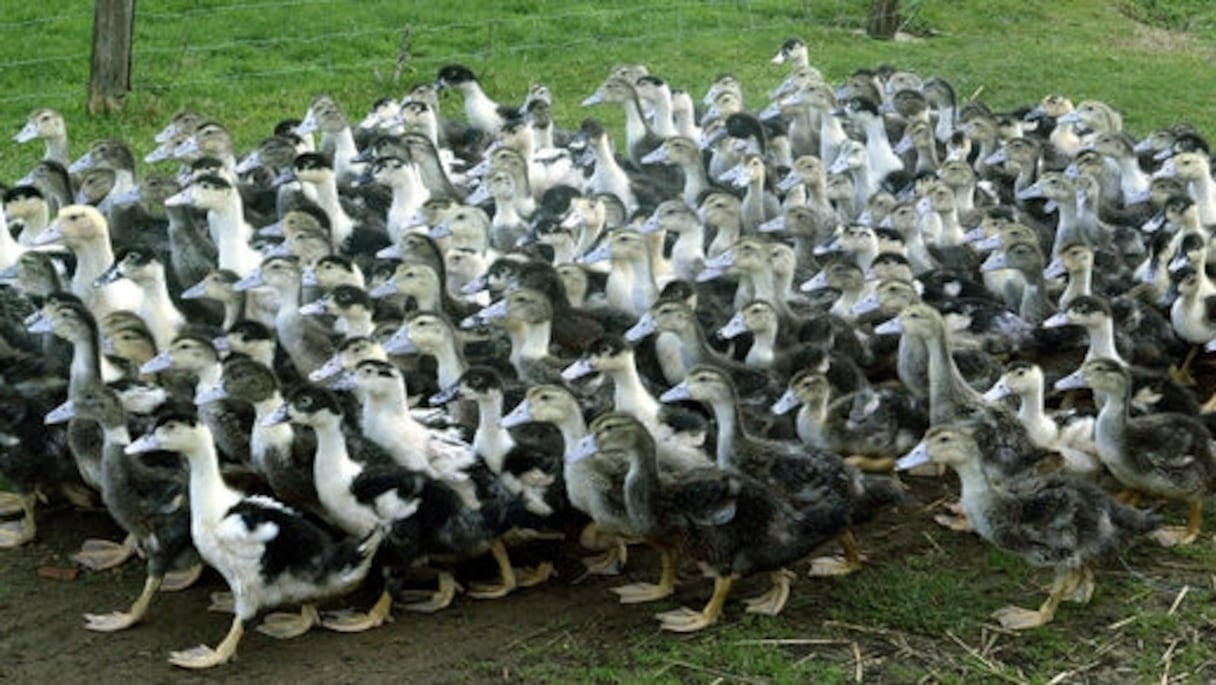 Un élevage de canards en France. 
