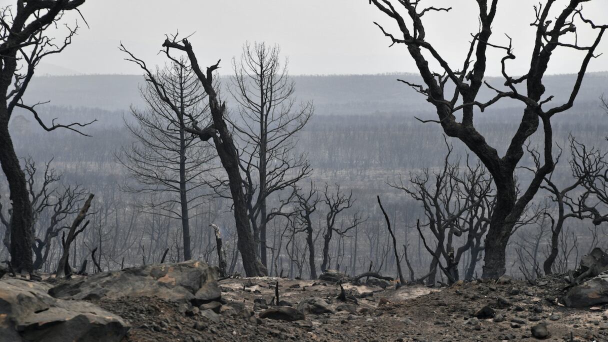 La forêt non loin de la ville d'El Kala, le 18 août 2022.
